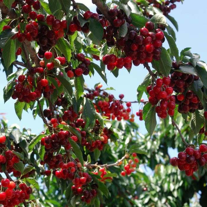 🌳Cherry Tree Seeds – Delicious, Fresh Cherries Await! | 🔥Buy 1 Get 1 Free🔥