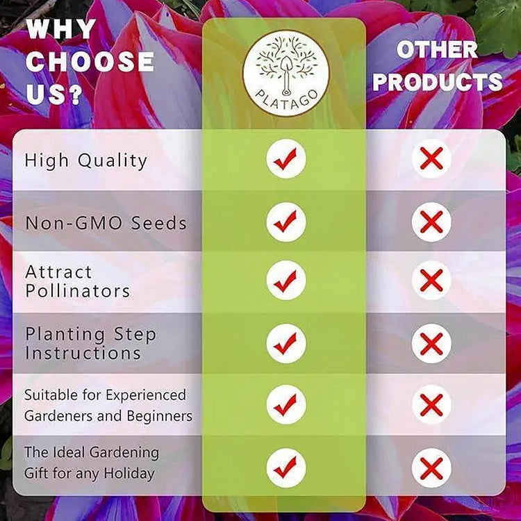 Rainbow Haze Plant Seeds | 🔥Buy 1 Get 1 Free🔥