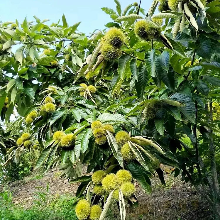 🌰 Dwarf Chestnut Seeds – Sweet and Fragrant Nuts | 🔥Buy 1 Get 1 Free🔥