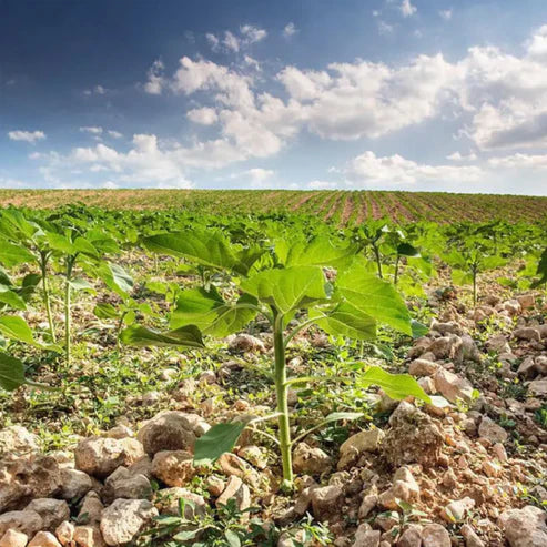 Teddy Bear Sunflower Seeds | 🔥Buy 1 Get 1 Free🔥