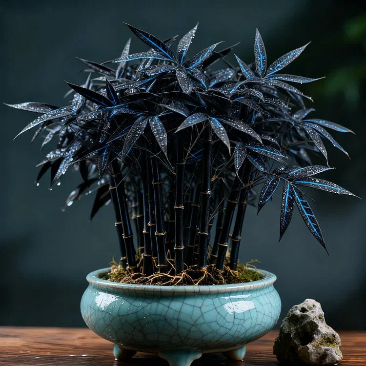 🌿 DreamBamboo — Multi-Color Lucky Bamboo Seeds | 🔥Buy 1 Get 1 Free🔥