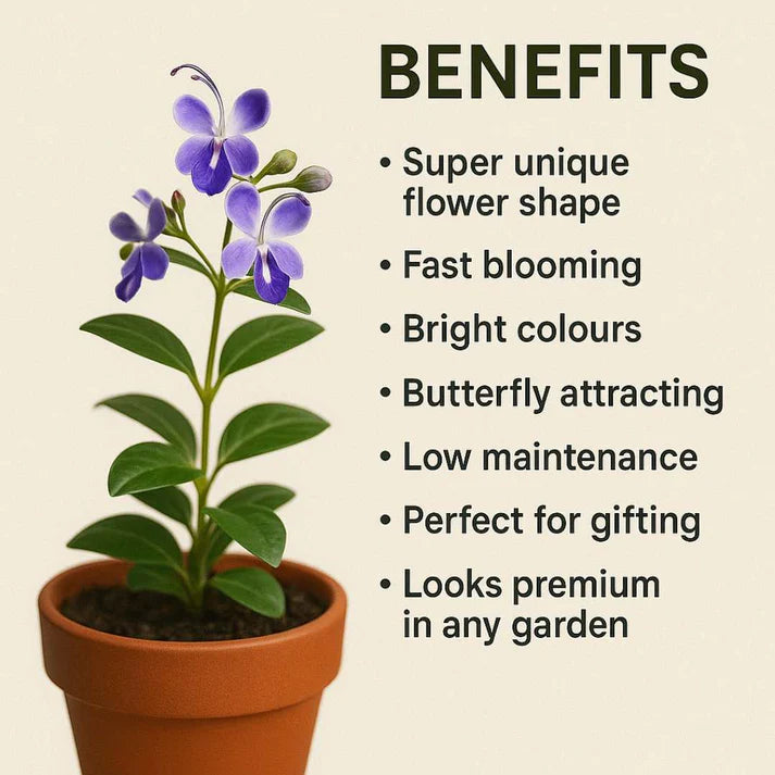 Butterfly Flower Seeds | BUY 1 GET 1 FREE