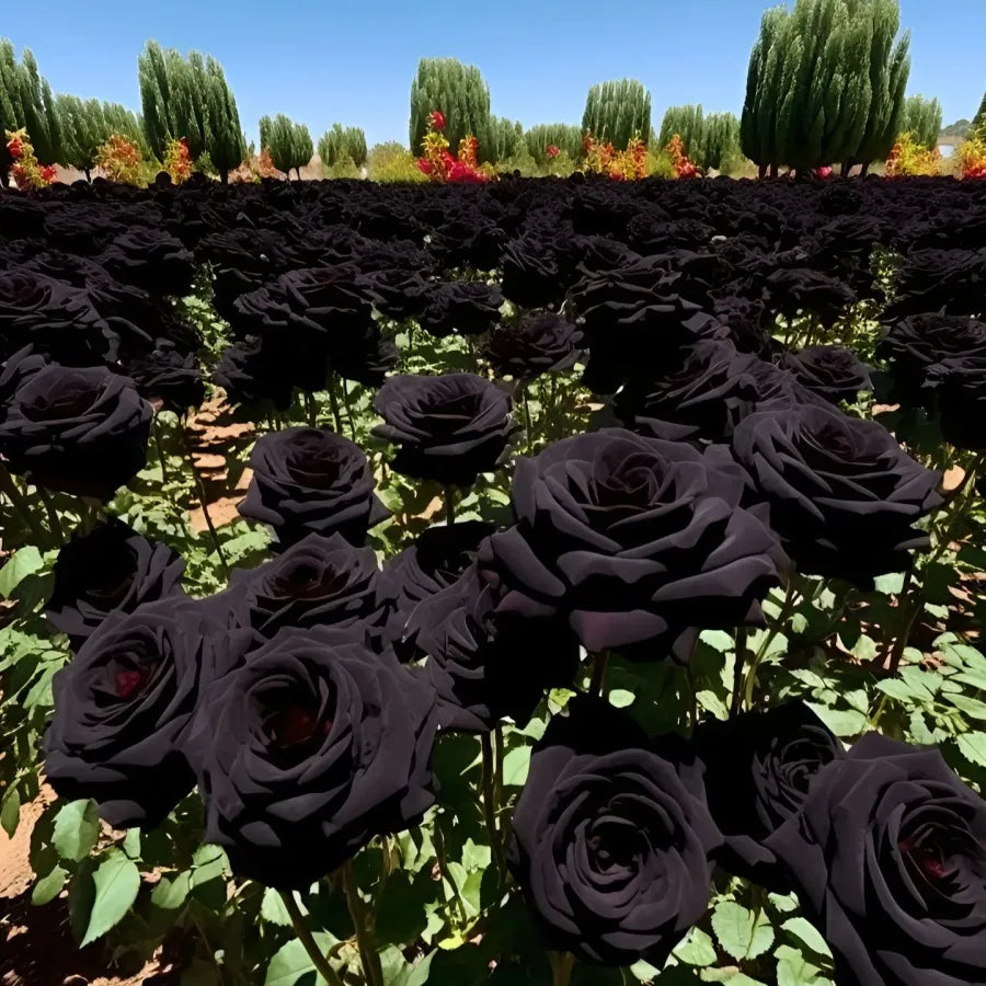 Black Knight Velvet Rose seeds🖤 | 🔥Buy 1 Get 1 Free🔥