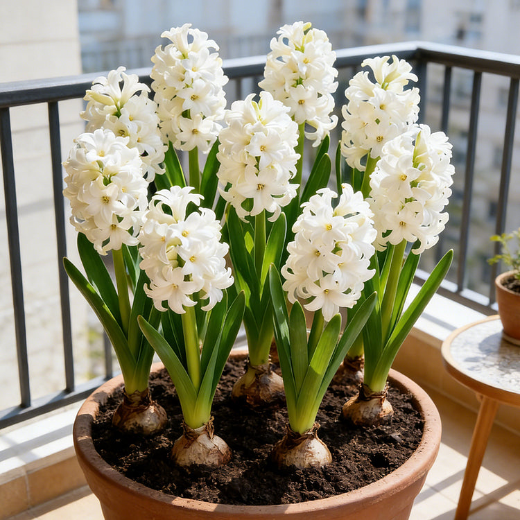 💐Bi-Color Mutation Hyacinth Bulbs | 🔥Buy 1 Get 1 Free🔥