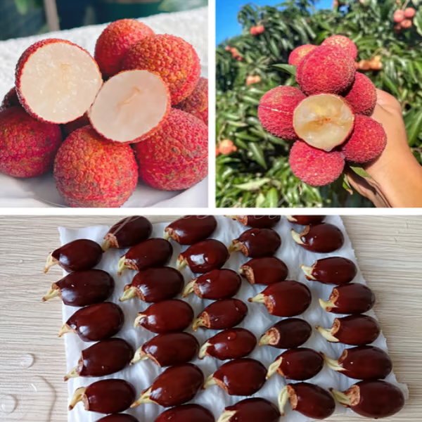 100% Pure & High Yield✨High quality Seedless Lychee Seeds😋 🔥Buy 1 Get 1 Free🔥