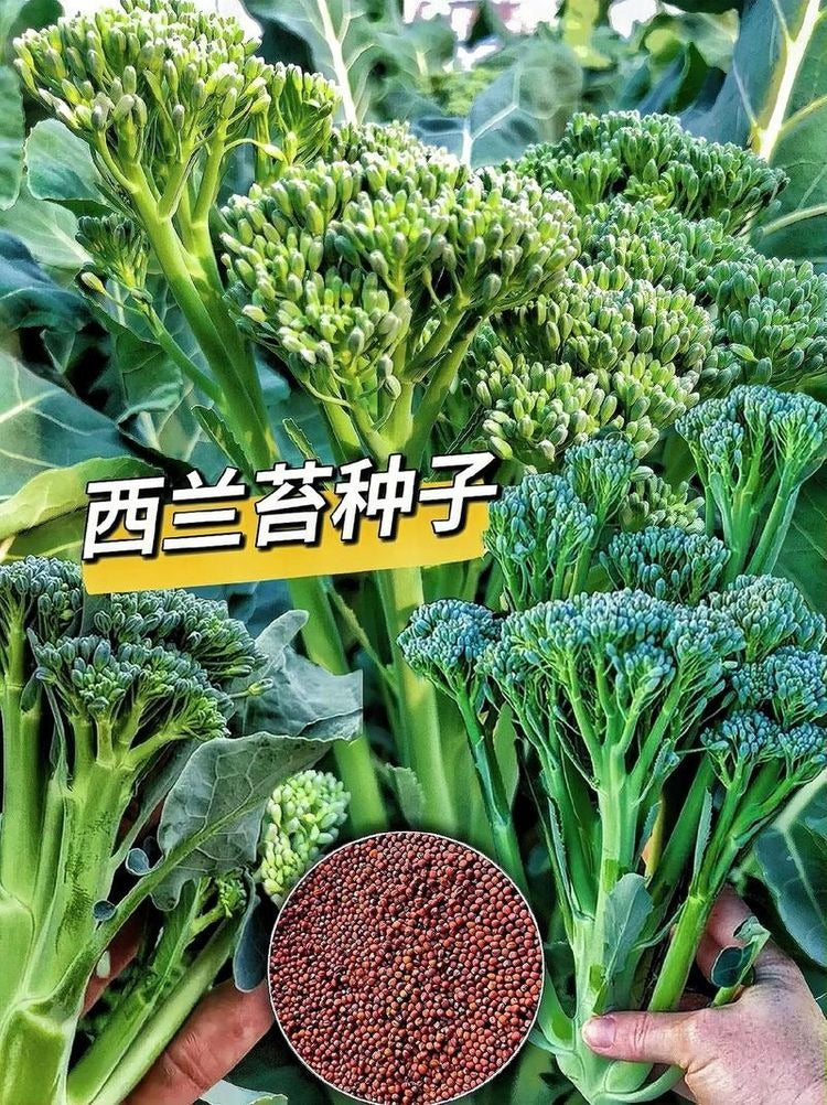 🥦 Broccoli Seeds | 🔥Buy 1 Get 1 Free🔥