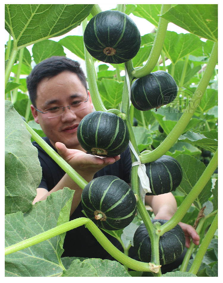 🎃 Beibei Pumpkin Seeds | 🔥Buy 1 Get 1 Free🔥