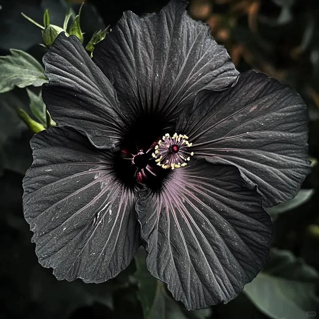 🌸Double Hibiscus Seeds - Easy to Grow | 🔥Buy 1 Get 1 Free🔥