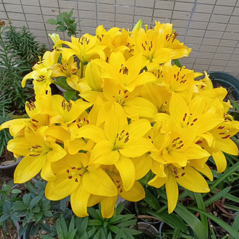 ⚜️Perennial Perfume lily bulbs – hardy, easy to maintain, and long-lasting blooms