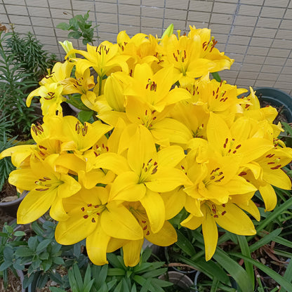 ⚜️Perennial Perfume lily bulbs – hardy, easy to maintain, and long-lasting blooms