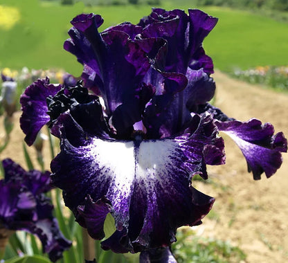 ⚜️Rare Tall Bearded Iris | 🔥Buy 1 Get 1 Free🔥