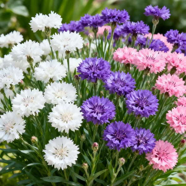 🌱Premium Cornflower Seeds | 🔥Buy 1 Get 1 Free🔥