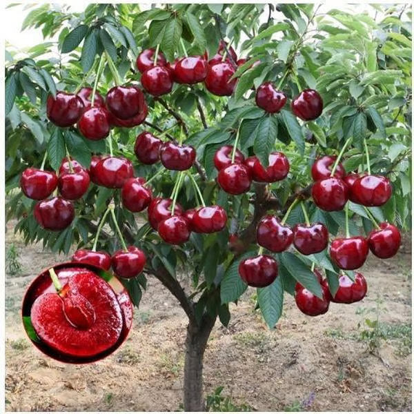 🌳Cherry Tree Seeds – Delicious, Fresh Cherries Await! | 🔥Buy 1 Get 1 Free🔥