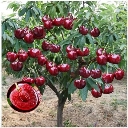🌳Cherry Tree Seeds – Delicious, Fresh Cherries Await! | 🔥Buy 1 Get 1 Free🔥