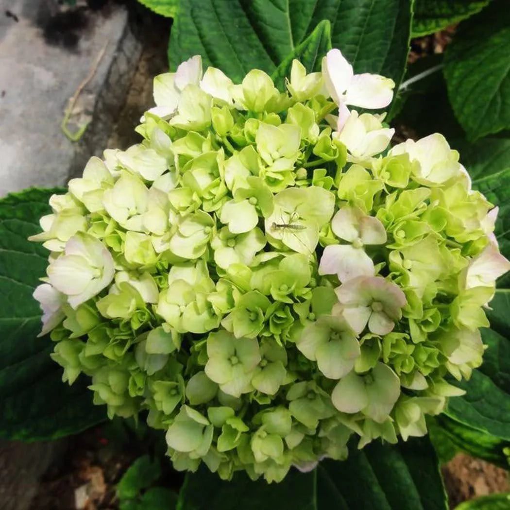 🌈Mix Hydrangea Seeds - Beautiful and Hardy Perennial Seeds for Your Garden | 🔥Buy 1 Get 1 Free🔥