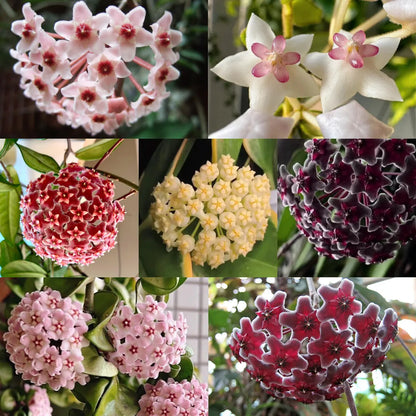 ✨Hoya Bulbs- Stars falling from the sky✨ | 🔥Buy 1 Get 1 Free🔥