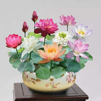 💐The Sacred Bonsai Bowl Lotus Flower | 🔥Buy 1 Get 1 Free🔥