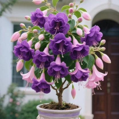 🌸 Double Fuchsia – Beautiful Shade-Loving Flowering Plants | 🔥Buy 1 Get 1 Free🔥
