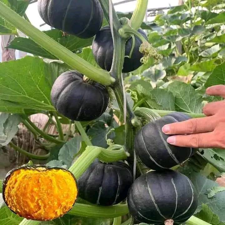 🎃 Beibei Pumpkin Seeds | 🔥Buy 1 Get 1 Free🔥