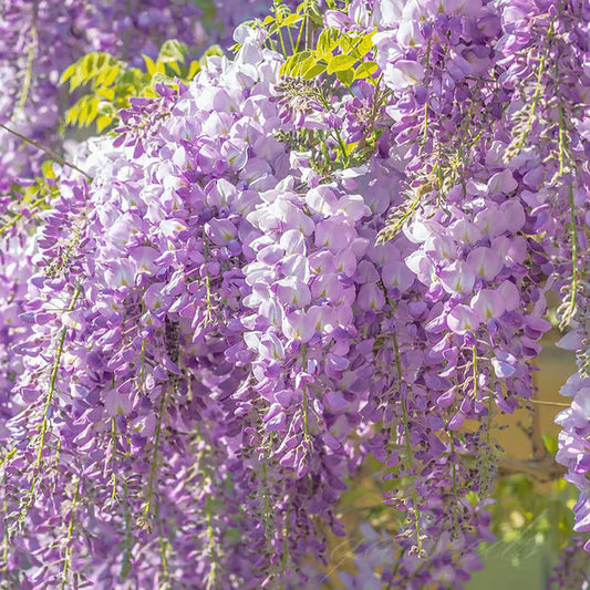 🌸WISTERIA - THE GARDEN’S CASCADING BEAUTY ALL YEAR ROUND | 🔥Buy 1 Get 1 Free🔥