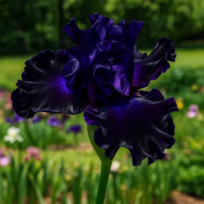 ⚜️Rare Tall Bearded Iris | 🔥Buy 1 Get 1 Free🔥
