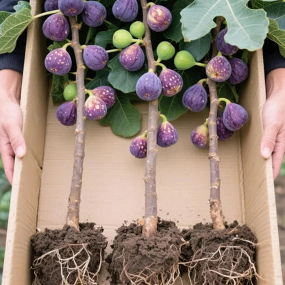 🔥Last Day 49% OFF - 🌿Brown Turkey Fig Seeds | 🔥Buy 1 Get 1 Free🔥