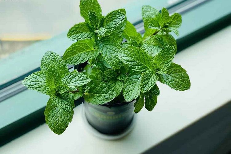 🌿 Mint Seeds – Fresh, Healthy & Easy to Grow | 🔥Buy 1 Get 1 Free🔥
