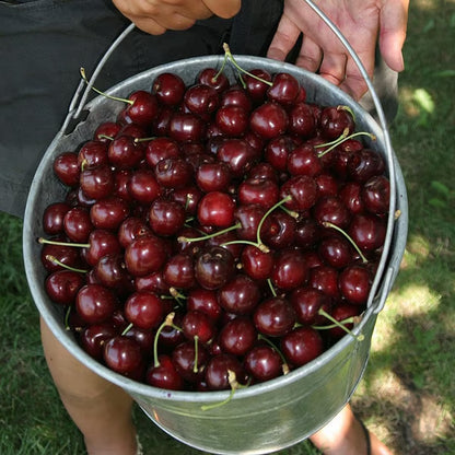 🌳Cherry Tree Seeds – Delicious, Fresh Cherries Await! | 🔥Buy 1 Get 1 Free🔥