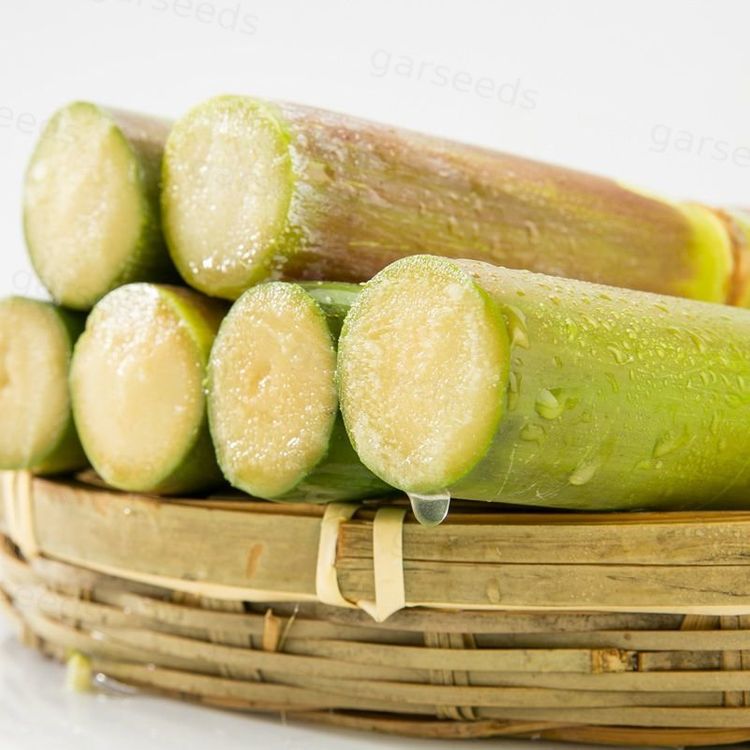 Sugarcane Seeds (High Yield) | 🔥Buy 1 Get 1 Free🔥