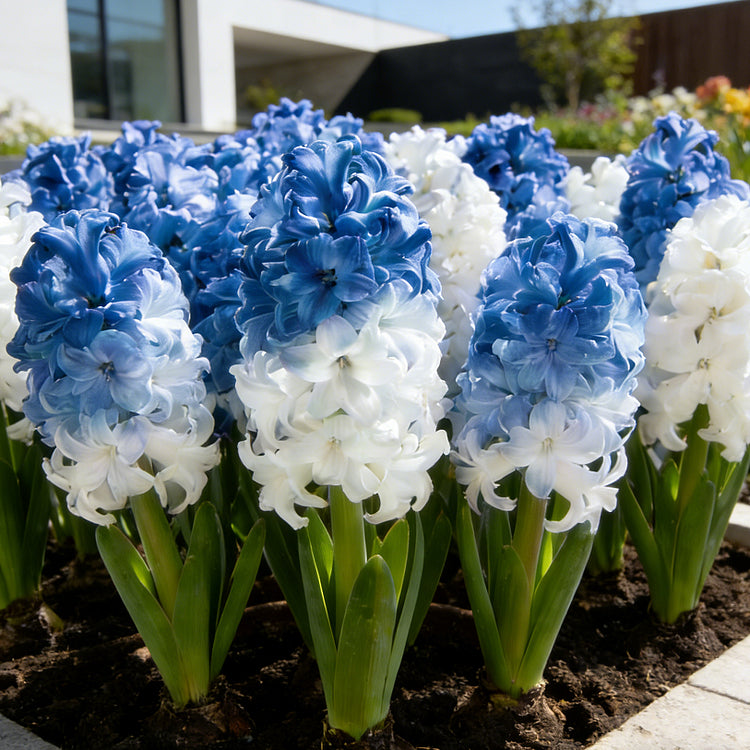 💐Bi-Color Mutation Hyacinth Bulbs | 🔥Buy 1 Get 1 Free🔥