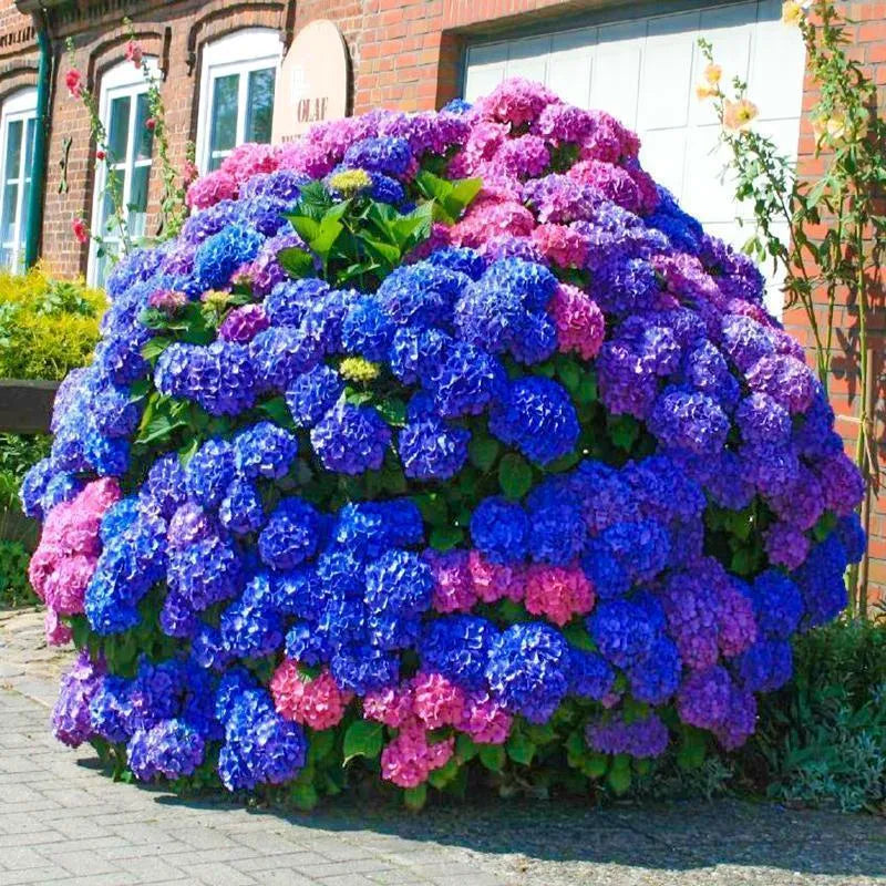🌈Mix Hydrangea Seeds - Beautiful and Hardy Perennial Seeds for Your Garden | 🔥Buy 1 Get 1 Free🔥