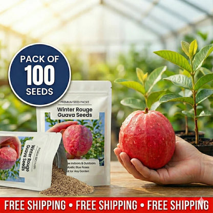 Guava Seeds--The Beauty Of Winter❄️ | 🔥Buy 1 Get 1 Free🔥