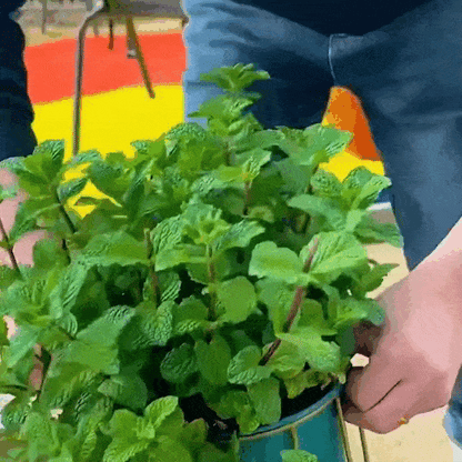 🌿 Mint Seeds – Fresh, Healthy & Easy to Grow | 🔥Buy 1 Get 1 Free🔥