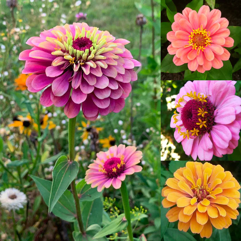 Zinnia Seeds | 🔥Buy 1 Get 1 Free🔥