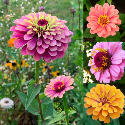 Zinnia Seeds | 🔥Buy 1 Get 1 Free🔥