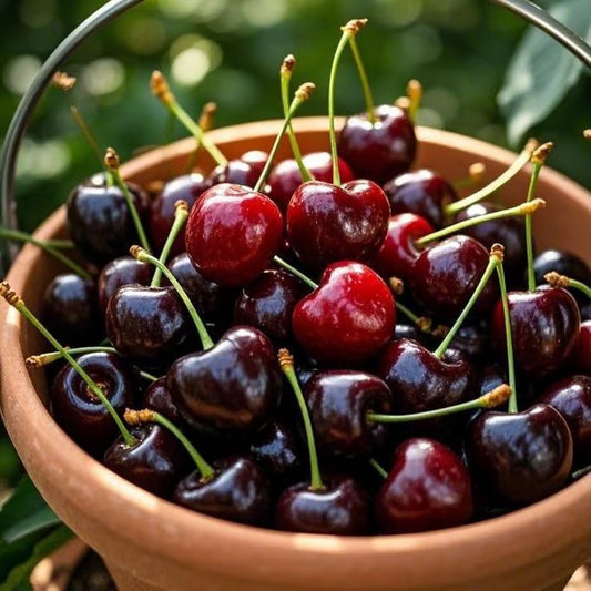 🌳Cherry Tree Seeds – Delicious, Fresh Cherries Await! | 🔥Buy 1 Get 1 Free🔥