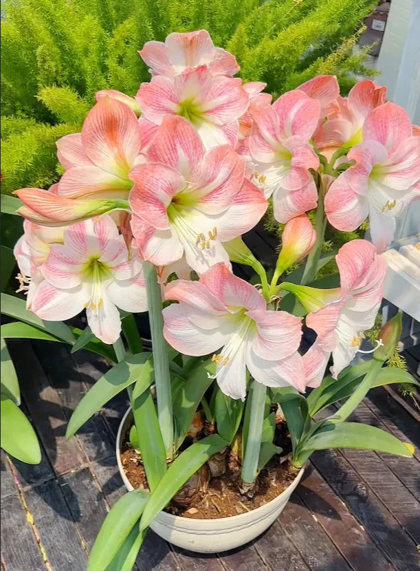 🌺Double-Petaled Perfume Amaryllis Bulbs | 🔥Buy 1 Get 1 Free🔥