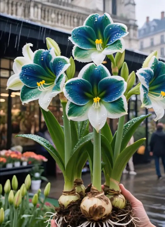 🌺Double-Petaled Perfume Amaryllis Bulbs | 🔥Buy 1 Get 1 Free🔥