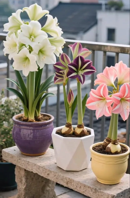 🌺Double-Petaled Perfume Amaryllis Bulbs | 🔥Buy 1 Get 1 Free🔥