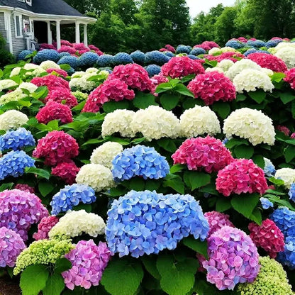 🌈Mix Hydrangea Seeds - Beautiful and Hardy Perennial Seeds for Your Garden | 🔥Buy 1 Get 1 Free🔥
