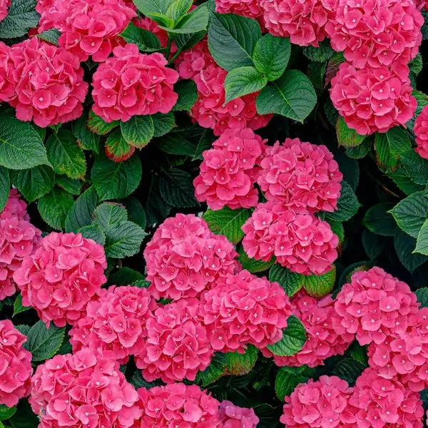 🌈Mix Hydrangea Seeds - Beautiful and Hardy Perennial Seeds for Your Garden | 🔥Buy 1 Get 1 Free🔥