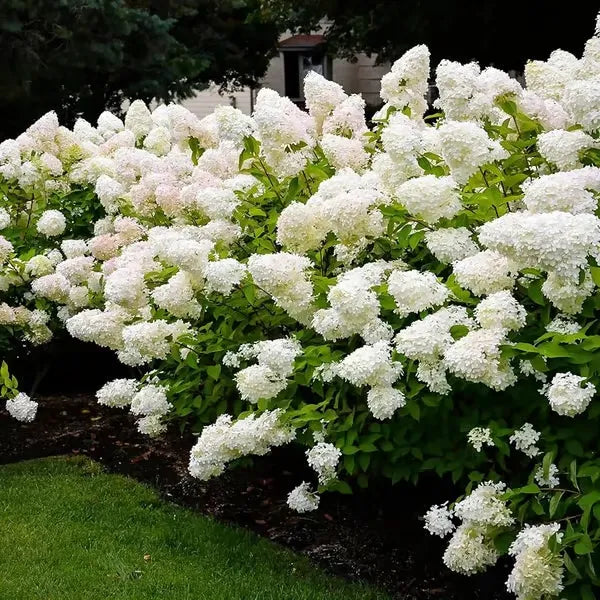 🌈Mix Hydrangea Seeds - Beautiful and Hardy Perennial Seeds for Your Garden | 🔥Buy 1 Get 1 Free🔥