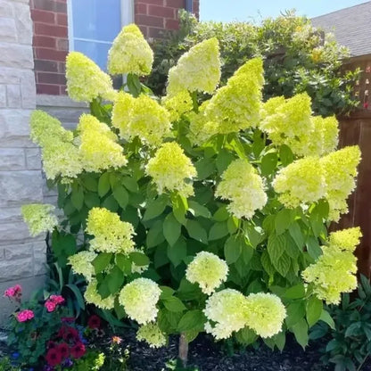 🌈Mix Hydrangea Seeds - Beautiful and Hardy Perennial Seeds for Your Garden | 🔥Buy 1 Get 1 Free🔥