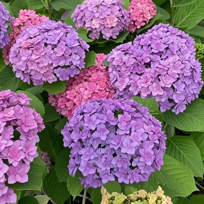 🌈Mix Hydrangea Seeds - Beautiful and Hardy Perennial Seeds for Your Garden | 🔥Buy 1 Get 1 Free🔥