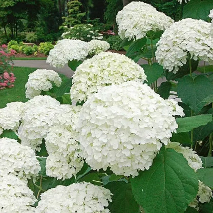 🌈Mix Hydrangea Seeds - Beautiful and Hardy Perennial Seeds for Your Garden | 🔥Buy 1 Get 1 Free🔥