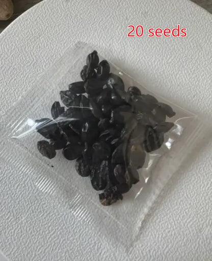 🌈Mix Hydrangea Seeds - Beautiful and Hardy Perennial Seeds for Your Garden | 🔥Buy 1 Get 1 Free🔥