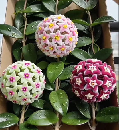 ✨Hoya Bulbs- Stars falling from the sky✨ | 🔥Buy 1 Get 1 Free🔥