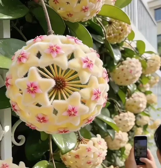 ✨Hoya Bulbs- Stars falling from the sky✨ | 🔥Buy 1 Get 1 Free🔥