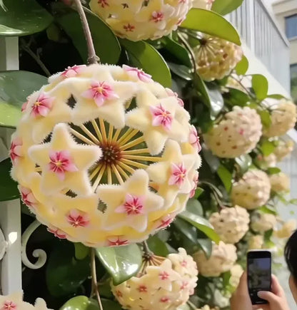 ✨Hoya Bulbs- Stars falling from the sky✨ | 🔥Buy 1 Get 1 Free🔥