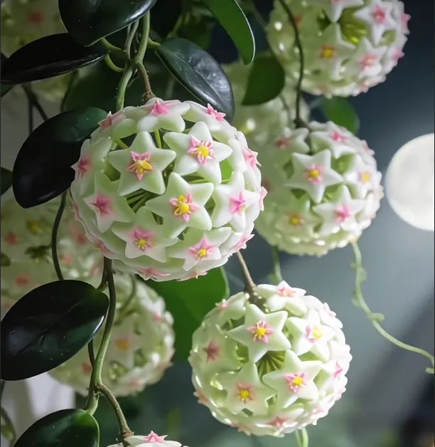 ✨Hoya Bulbs- Stars falling from the sky✨ | 🔥Buy 1 Get 1 Free🔥